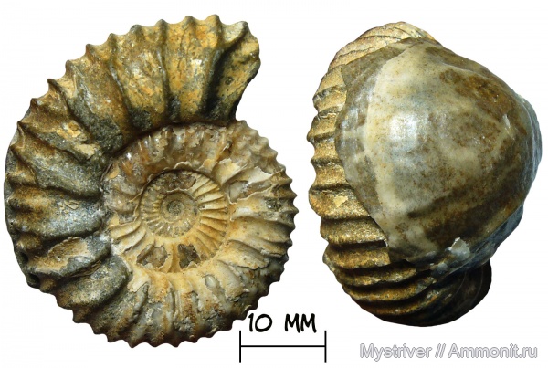 аммониты, юра, Pavlovia, волжский ярус, Ammonites, Pavlovia raricostata, устрицы