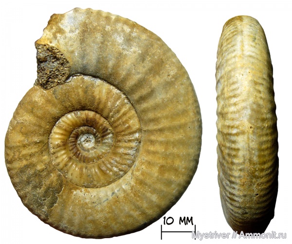 аммониты, келловей, Никитино, Elatmites, Perisphinctidae, Anaplanulites, Anaplanulites nikitinoensis