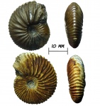 Аммониты Pseudocadoceras sp.