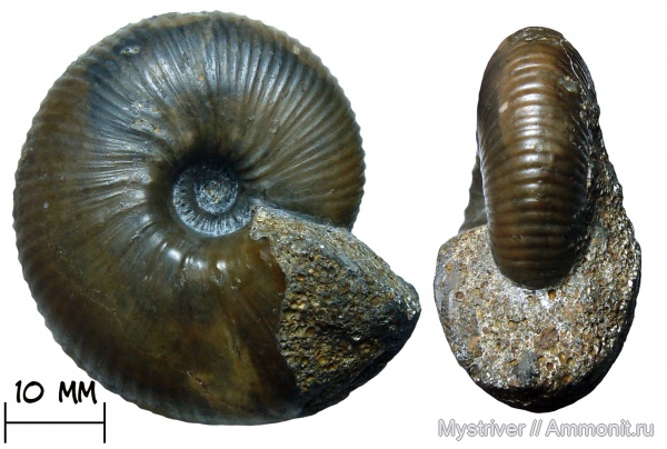 аммониты, келловей, Rondiceras, Никитино, Rondiceras tcheffkini