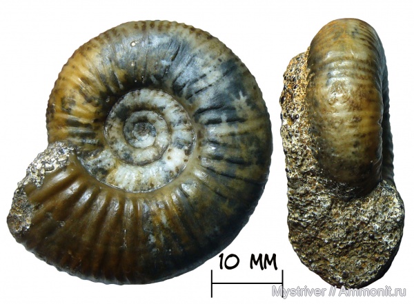 аммониты, келловей, Никитино, Elatmites, Perisphinctidae, Anaplanulites