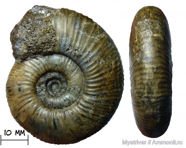 аммониты, келловей, Никитино, Elatmites, Perisphinctidae, Anaplanulites