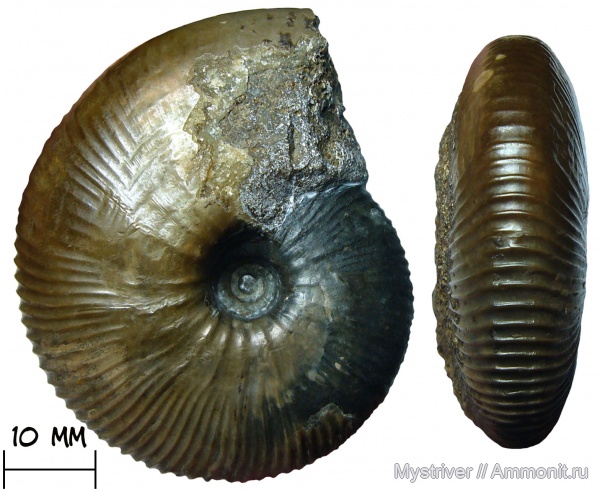 аммониты, келловей, Никитино, Sigaloceras, Catasigaloceras, Catasigaloceras enodatum