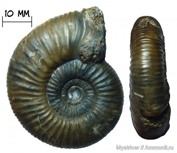 аммониты, келловей, Никитино, Elatmites, Perisphinctidae, ушки, устье, Anaplanulites