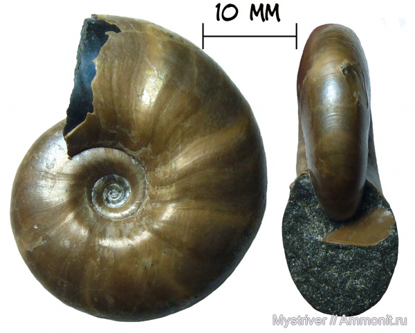 аммониты, мел, апт, Zuercherella