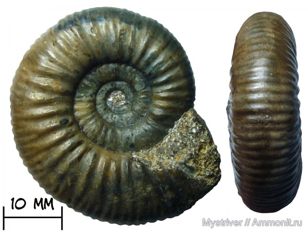 аммониты, келловей, Никитино, Perisphinctidae, Subgrossouvria