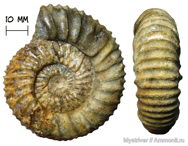 аммониты, юра, Pavlovia, титон, Pavlovia hypophantica