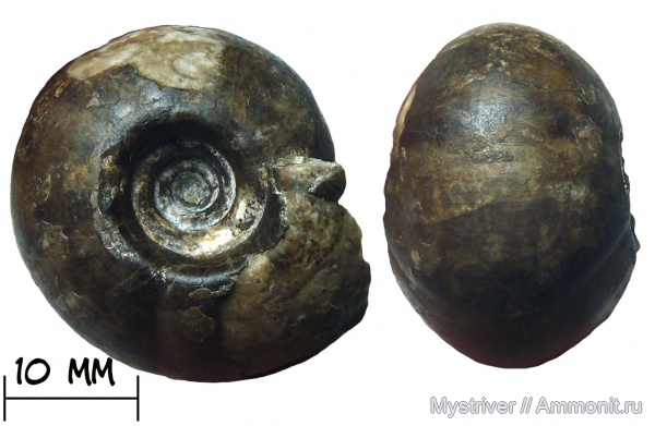 аммониты, триас, цератиты, Prosphingitoides