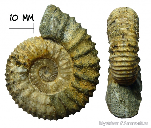 аммониты, юра, Pavlovia, титон