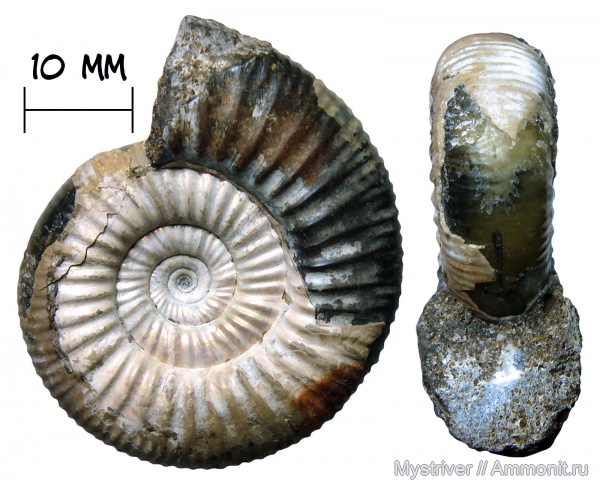аммониты, юра, келловей, Елатьма, Subgrossouvria, Grossouvria, Subgrossouvria recuperoi