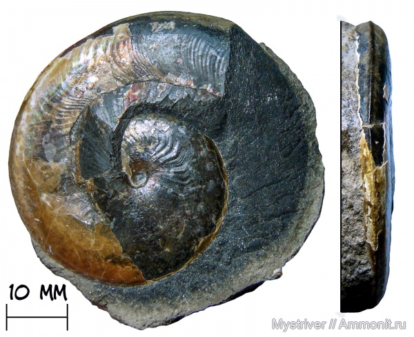 аммониты, мел, апт, Aconeceras, Aconeceras trautscholdi, Sinzovia, Sinzovia trautscholdi аммониты, мел, апт, Aconeceras, Aconeceras trautscholdi, Sinzovia, Sinzovia trautscholdi