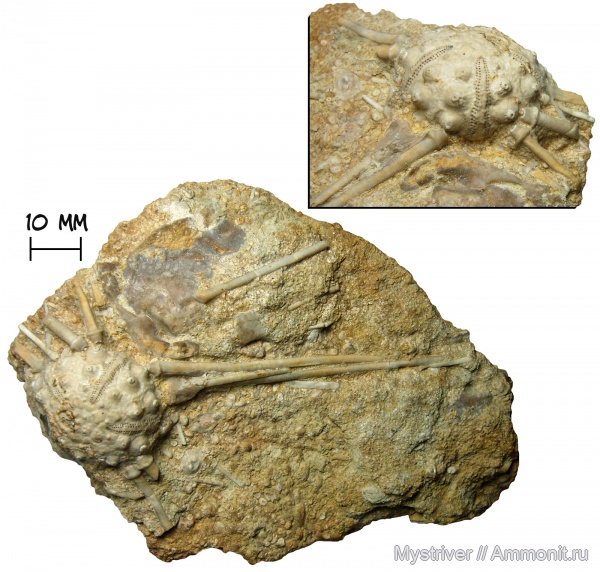 морские ежи, иглокожие, юра, Франция, Acrosalenia, Acrosalenia bradfordensis