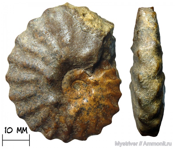 аммониты, мел, Казахстан, альб, Dimorphoplites, Ammonites, Semenovites, Semenovites mangyshlakensis, альбский век