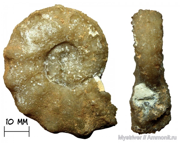 аммониты, мел, Марокко, турон, Mammites, туронский век, Mammites nodosoides