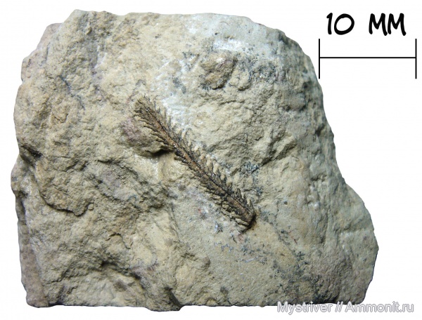 ордовик, граптолиты, Волхов, Glyptograptus