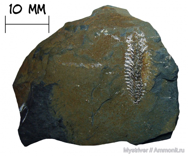 ордовик, граптолиты, Phyllograptus, Phyllograptus angustifolius