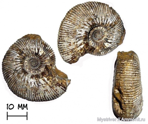 аммониты, юра, келловей, Kepplerites, Исады