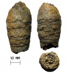 Крупный копролит рыбы