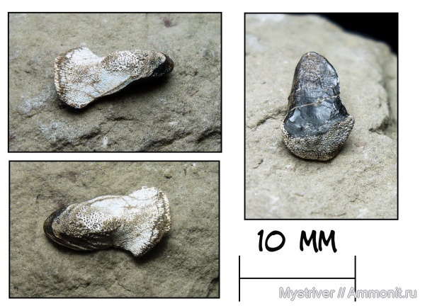 карбон, рыбы, стешевский горизонт, Janassa, хрящевые