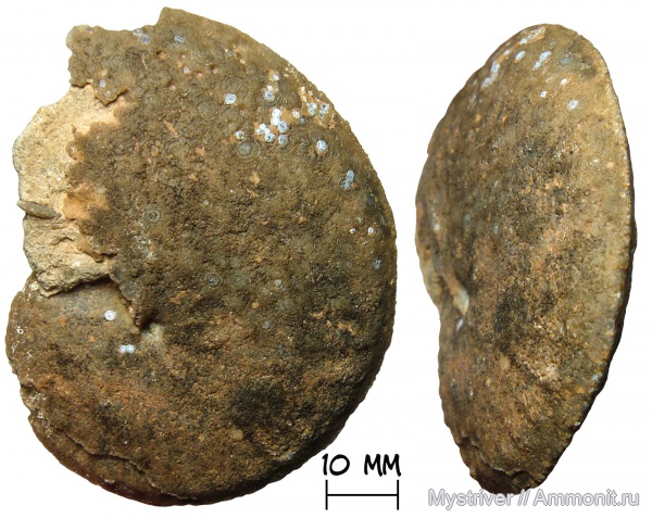 аммониты, мел, Марокко, турон, Choffaticeras, туронский век