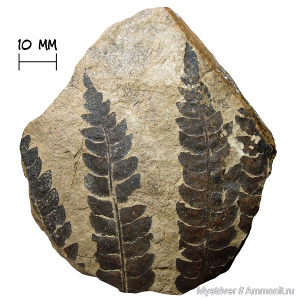 карбон, юра, растения, Cladophlebis