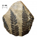 Папоротник Cladophlebis sp.