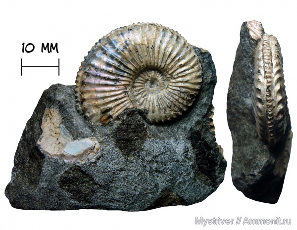 аммониты, юра, кимеридж, Amoebites