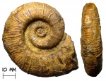 Аммонит Crioceratites sp.