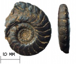 Гониатит Platyclymenia cf. levata