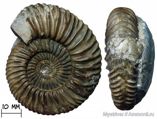 аммониты, юра, байос, Rarecostites