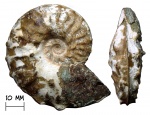 Аммонит Schloenbachia varians (Sowerby, 1817)