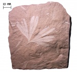 Лист гинкго Ginkgoites sibirica