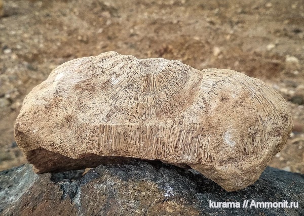 губки, хететес, Chaetetes, Porifera, Sclerospongia