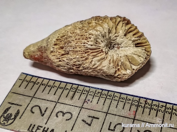 карбон, кораллы, Россия, палеозой, кишечнополостные, беспозвоночные, ругозы, Калужская область, Rugosa