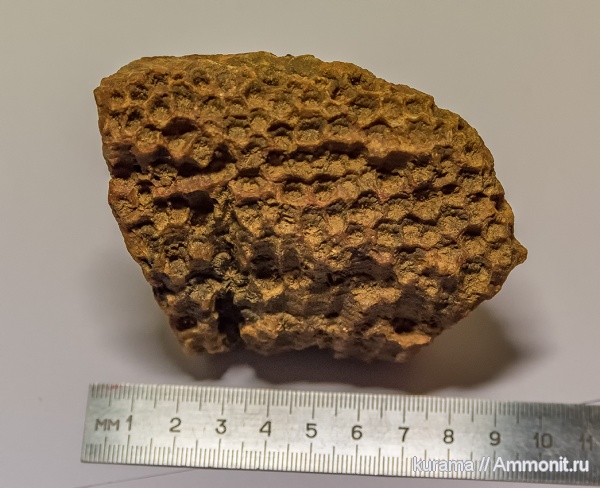 кораллы, беспозвоночные