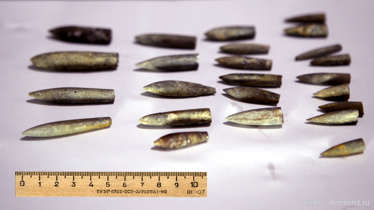 Белемниты из п. Высокое - Это интересно