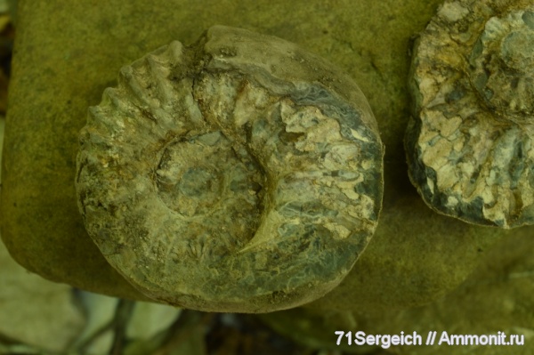 аммониты