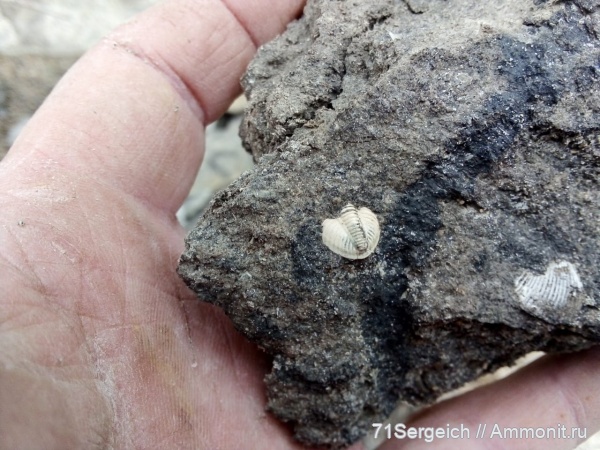 трилобиты, Particeps