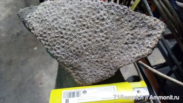 нижний карбон, Lithostrotion