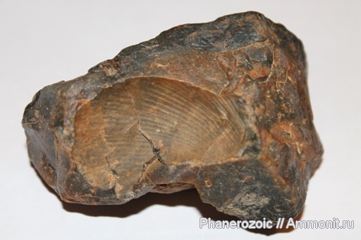 Carboniferous, brachiopoda, Тихвинское