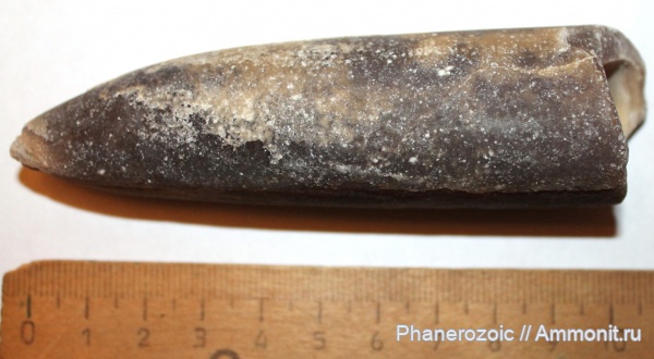 Jurassic, belemnites