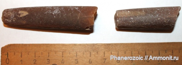 Jurassic, belemnites