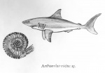 Первое изображение археолямны archaeolamnidae