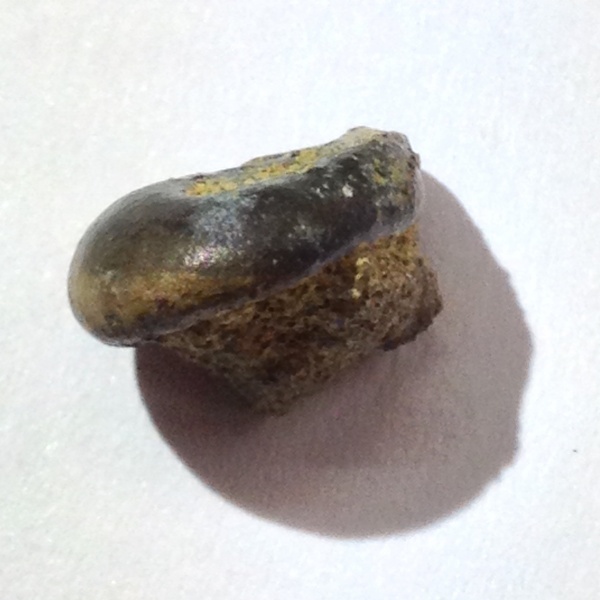 рыбы, зубы, Варавино, Pycnodontiformes, pycnodontinae