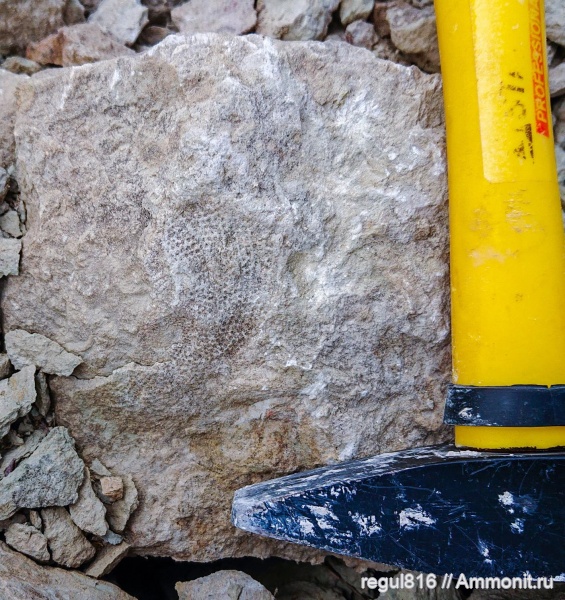 ордовик, Вильповицы, Ленинградская область, Fisherites, Fisherites orbis, Receptaculita