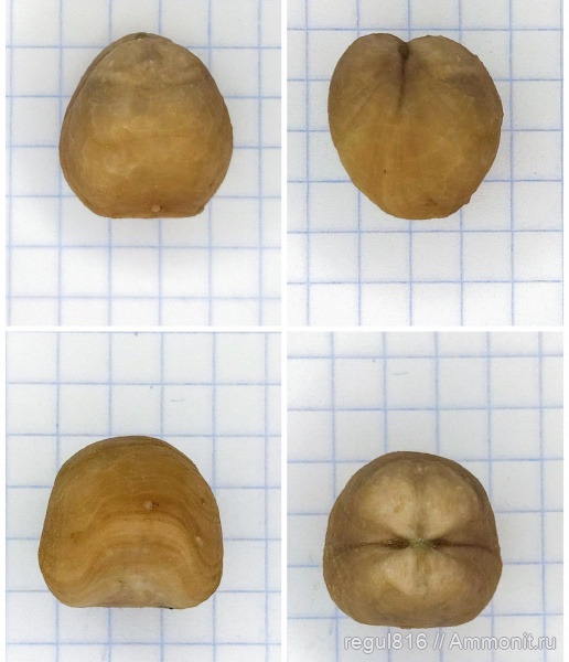 брахиоподы, ордовик, Вильповицы, Porambonites