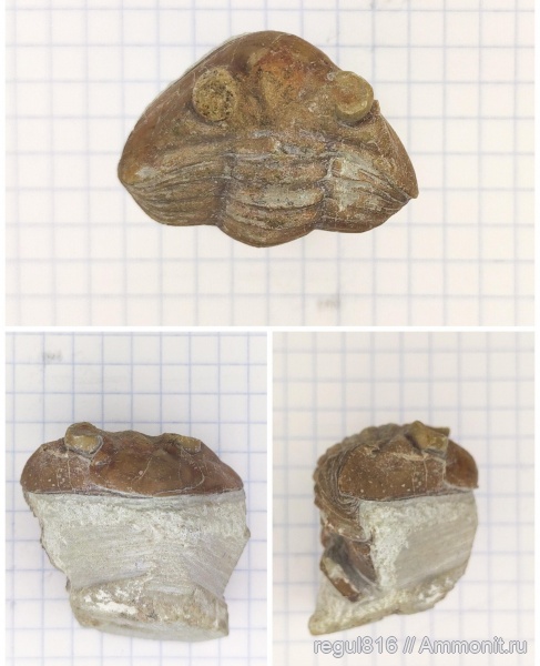 трилобиты, ордовик, Вильповицы, Asaphus, Ленинградская область, Asaphus cornutus