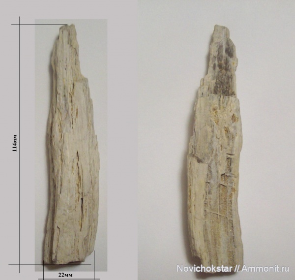 растения, окаменевшее дерево