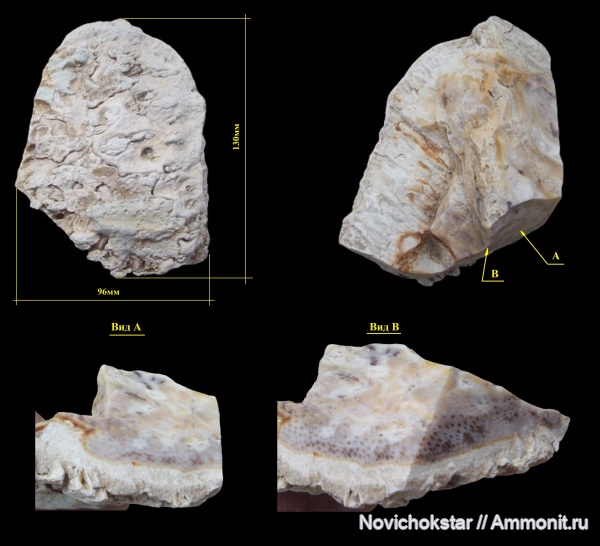 окаменевшее дерево, Palmoxylon, пальмы