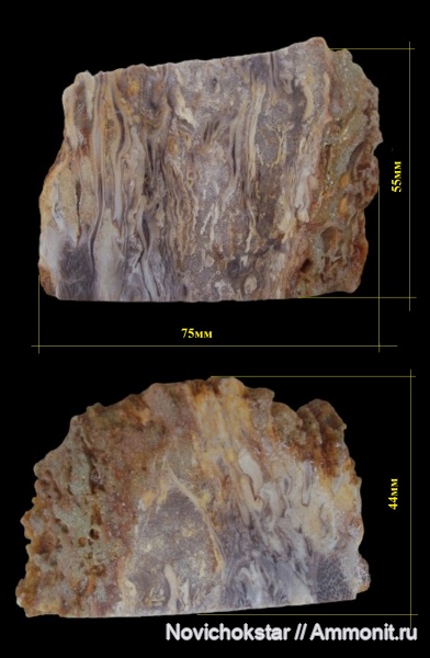 окаменевшее дерево, Palmoxylon, пальмы